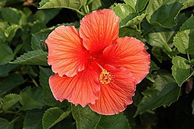 《苍蓝雷霆GUNVOLT3锁环》 第三弹DLC预告公开